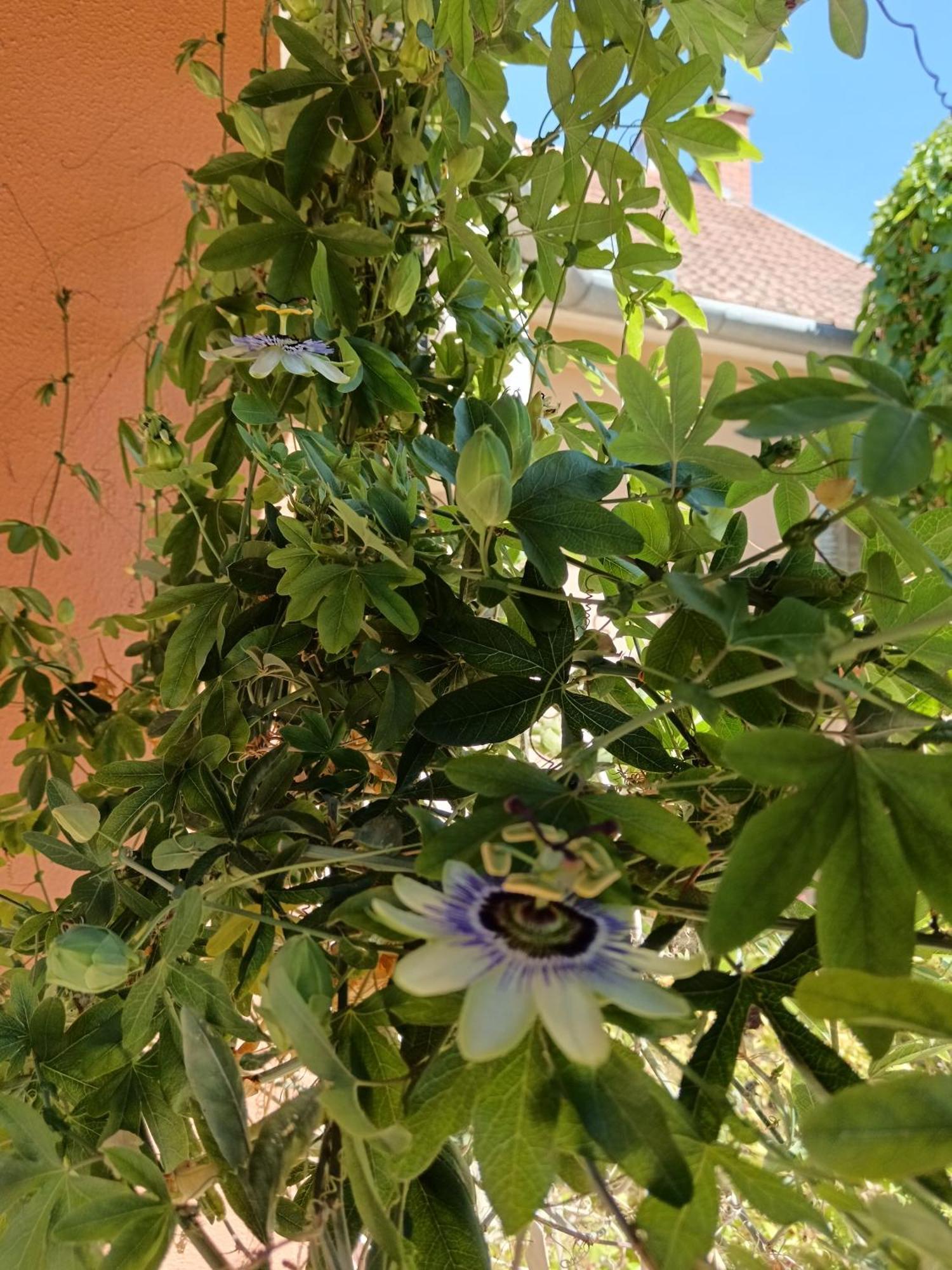 Harsfa Apartman Makó Dış mekan fotoğraf